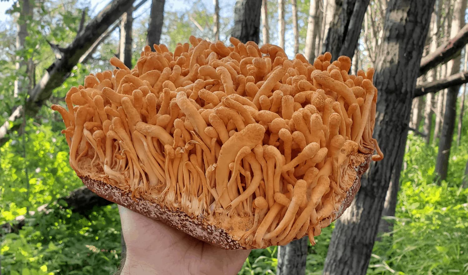 Cordyceps hongos