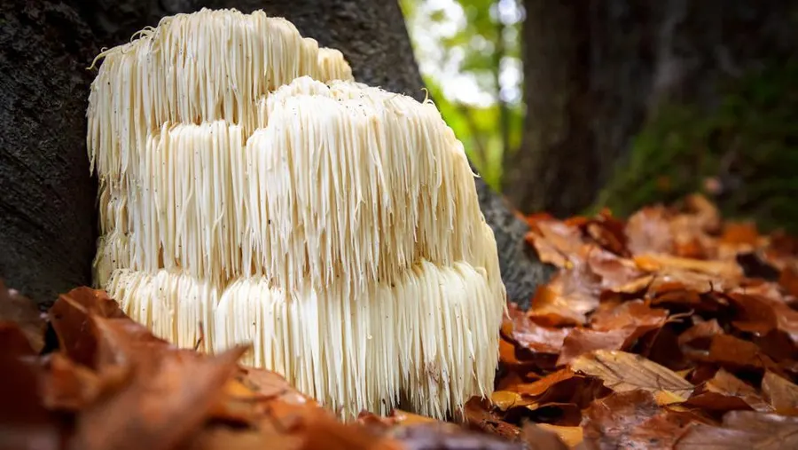 Melena de León mushrooms